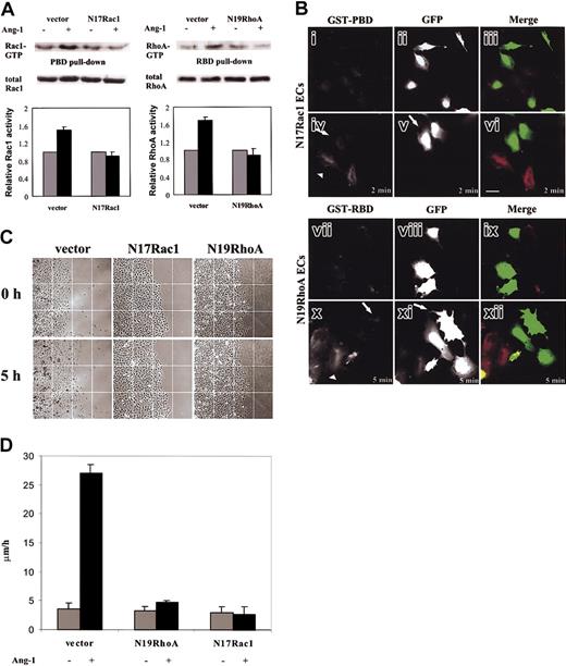 Figure 5. EC chemokinesis stimulated by Ang-1. (A) GTPase activity in ECs carrying vector alone or N19RhoA and N17Rac1 was stimulated for 5 and 120 minutes, respectively, (or 2 minutes, data not shown) with Ang-1 (20 ng/mL). indicates unstimulated cells (-); ▪ indicates Ang-stimulated cells (+) exactly as in Figure 4D. Densitometric and statistical analysis have been performed as in Figure 4D. The panel is representative of 4 experiments. (B) ECs carrying N17Rac1 (i-vi) and N19RhoA (vii-xii) were stimulated with vehicle (i-iii and vii-ix) or Ang-1 (20 ng/mL) for 2 (iv-vi) and 5 minutes (x-xii), respectively. N17Rac1 ECs were incubated with GST-PBD (i,iv) and N19RhoA ECs with GST-RBD (vii,x). GFP shows infected ECs (ii,v,viii,xi). GST-PBD staining (red) and GFP (green) are merged in panels ix and xii. Arrows and arrowheads indicate GFP-positive and GFP-negative cells, respectively. In this experiment, ECs were infected at 50% of efficiency. Scale bar equals 10 μm. (C) ECs carrying vector alone or N19RhoA and N17Rac1 were plated in confluent colonies, starved, and then stimulated with Ang-1 (20 ng/mL) or vehicle. Images were extracted at beginning and after 5 hours of stimulation by time-lapse videomicroscopy (magnification, × 100) (D) Motility was expressed as micrometers per hour as detailed in “Materials and methods.” Mean ± SD of 5 experiments.