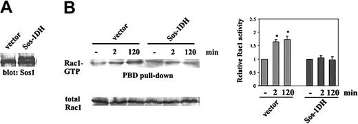 Figure 7. Sos-1-dependent activation of Rac1. (A) PAE carrying human Tie-2 were transfected with Sos-1-DH or vector alone and cell lysates were immunoblotted with an anti-Sos-1 (Santa Cruz Biotechnology) Ab. The lower and higher bands correspond to Sos-1 and Sos-1-DH, respectively.34 (B). Pull-down assay of Rac1 from starved and subconfluent cells stimulated for the indicated times with Ang-1 (50 ng/mL). Densitometric analysis evaluated as in Figure 4 is shown (mean ± SD of 3 independent experiments; *P < .05 versus unstimulated cells by t test).