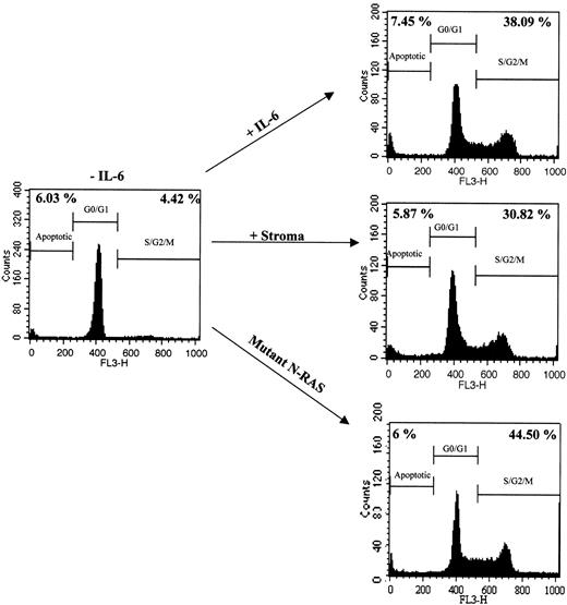 Figure 1. Proliferative response of MM cell line ANBL-6 to exogenous IL-6, stromal cell interactions, and activating N-ras mutations. Cell cycle analysis of ANBL-6.plxsn cells in the absence or presence of recombinant IL-6, after coculture with MM stromal cells, or stably transfected with a mutant N-ras gene. Numbers on the left indicate the percentage of subdiploid nuclei. Numbers on the right indicate percentage of nuclei in S/G2/M phases of the cell cycle.