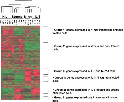 Figure 2. Global 2-dimensional hierarchical clustering demonstrates distinct expression signatures for each activating signal. Global 2-dimensional hierarchical clustering was performed on 12 626 genes contained in the U95av2 Affymetrix gene chip using Cluster/Tree View (Eisen Laboratory). The dendrogram (top) shows clustering of ANBL-6. -IL-6 indicates ANBL-6.plxsn in the absence of IL-6; A/MS, ANBL-6.plxsn cells after contact with MM BMSCs; A/S, ANBL-6.plxsn cells after contact with normal BMSCs; N-Ras, ANBL-6 stably transfected with mutant N-ras; IL-6, ANBL-6.plxsn cells stimulated with 10 ng/mL recombinant IL-6.