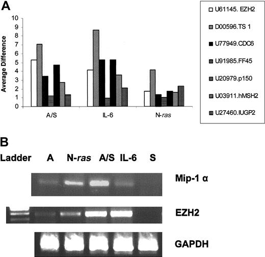 Figure 5. Expression pattern of genes that distinguish MM1 from MM4 under different treatments. (A) Twenty-four of 30 genes that distinguished MM1 from MM4 classes reported by Zhan et al10 were found to be present in at least one response group. Seven genes are depicted as a ratio of their average difference over the average difference of NIL controls. A/S indicates stroma-stimulated samples; IL-6, IL-6-treated samples, N-ras, mutant N-ras transfectants. (B) RT-PCR confirms the microarray data. Total RNA was isolated using the RNA Easy kit (Qiagen); cDNA was made and amplified by PCR using specific primers for mip-1α, EZH2, and GAPDH as loading control. A indicates ANBL6 IL-6-starved; N-Ras, ANBL-6 stably transfected with activated N-ras; A/S, ANBL-6 stimulated with stroma; IL-6, ANBL-6 stimulated with 10 ng recombinant IL-6; S, stroma.