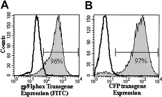 Figure 2. Flow cytometric analyses of transgene expression in human CD34+ PBSCs on day 9 of ex vivo culture. Shown are representative histogram analyses of RD114-MFGS-gp91phox (A) and RD114-MFGS-CFP (B) transgene expression of transduced (filled histograms) human X-CGD CD34+ PBSCs and normal human CD34+ PBSCs, in which the gp91phox and CFP transgene expression is 96% and 97%, respectively. Nontransduced X-CGD CD34+ PBSCs served as negative control as represented by the open histogram in each plot.