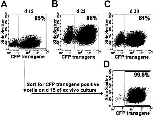 Figure 3. Flow cytometric analyses of CFP transgene expression after prolonged ex vivo culture. (A-C) Shown are dot plot analyses of MFGS-CFP–transduced normal CD34+ PBSCs on different days. (Day 9 of ex vivo culture for the same sample is shown in Figure 2B). (D) Cells sorted for CFP transgene expression on day 15 maintain CFP expression. The percentage of CFP-positive cells is indicated for each plot.