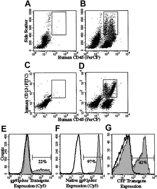 Figure 5. Flow cytometric analyses of engraftment and transgene expression in human cells in chimeric NOD/SCID and NOD/SCID/β2m–/– mice. Panels A-D indicate how flow cytometry gates were set to analyze human granulocytes arising in mice that received transplants. The gate shown in panels A (control mouse not receiving transplant) and B (mouse receiving transplant of human CD34+ PBSCs) confines human cells (human CD45+) with high side scatter characteristics, whereas the gate in panels C and D confines human CD45+/CD13+ cells. The analyses shown in panels E-G are delimited to cells that satisfy the characteristics confined to both gates and define a human granulocyte gate. In panels E-G, the gp91phox-positive (E-F) and CFP-positive (G) regions are indicated by the horizontal bars. The percentages indicate the percentage of cells in that region. Panels B and D demonstrate representative analyses of bone marrow from a mouse that received transplants of human RD114-MFGS-gp91phox–transduced X-CGD CD34+ PBSCs, in which total human cell engraftment (all human CD45+ irrespective of side scatter) was 36% (B) and the percentage of CD45+/CD13+ cells was 17% (D). Panels A and C show representative analyses of bone marrow from a mouse not receiving a transplant, indicating that the combined gating eliminates almost all murine cell background signal. Panels E-F show representative analyses of gp91phox expression in the human granulocyte gate in the bone marrow of mice that received transplants of RD114-MFGS-gp91phox–transduced X-CGD CD34+ PBSCs or RD114-MFGS-CFP–transduced normal CD34+ PBSCs (the latter used to demonstrate expression of native gp91phox in normal human cells). Panel G shows a representative analysis of CFP transgene expression in the human granulocyte gate in the bone marrow of a NOD/SCID mouse that received transplants of RD114-MFGS-CFP–transduced normal CD34+ PBSCs. Naive human X-CGD CD34+ PBSCs transplanted into NOD/SCID/β2m–/– mice gave rise to human granulocytes that did not express gp91phox or CFP (nonfilled overlays in panels E-G).