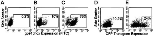 Figure 6. Transgene expression by human CD34+ cells that were cultured in vitro for 14 days after immunobead selection from the chimeric mouse bone marrow. Immunobead-selected and cultured nontransduced X-CGD CD34+ cells served as negative control for gp91phox (A) and CFP (D) expression, respectively. (B-C) Shown are representative analyses of gp91phox expression of transduced MFGS-gp91phox X-CGD CD34+ PBSCs and MFGS-CFP–transduced normal CD34+ PBSCs, respectively, in which gp91phox transgene expression was detected in 10% of cells, and native gp91phox expression was detected in 76% of cells. (E) Shown is a representative analysis of CFP transgene expression by MFGS-CFP–transduced normal CD34+ PBSCs in culture, in which CFP expression was detected in 24% of cells.
