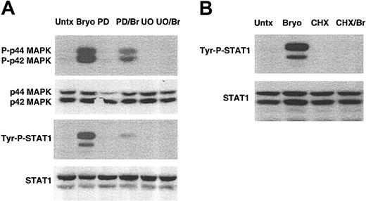 Figure 3. Bryostatin 1–induced STAT1 activation requires MAPK activation and new protein synthesis. (A) CLL cells were pretreated with pharmacologic inhibitors of MEK1/2, PD98059 (PD) or U0126 (U0), for 1 hour and then treated with 10 nM Bryostatin 1 (Br) for 3 hours. Whole cell lysates were prepared and analyzed by Western blotting using antibodies specific for the tyrosine phosphorylated form of STAT1 (Tyr-P-STAT1) or the phosphorylated forms of the MAP kinases, P-p44 and P-p42 MAPK. Blots were stripped and reprobed for total STAT1 and total p44 and p42 MAPK. The results are representative of 5 patients' cells analyzed. Untx indicates untreated. (B) CLL cells were pretreated with 10 μM cycloheximide for 1 hour and then treated with 10 nM Bryostatin 1 for 3 hours. Whole cell lysates were prepared and analyzed by Western blotting using antibodies specific for Tyr-P-STAT1, and blots were stripped and reprobed for total STAT1. Similar results were found in experiments using 4 additional patients' cells.