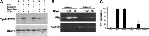 Figure 4. STAT1 activation by Bryostatin 1 is mediated by IFNγ. (A) CLL cells were untreated (lane 1) or treated with 10 nM Bryostatin 1 (lane 4) for 3 hours. Conditioned medium from CLL cells stimulated with 10 nM Bryostatin 1 for 3 hours was incubated with untreated CLL cells for 15 minutes (lane 5). To test whether IFNγ was responsible for STAT1 activation, 0.5 μg/mL anti-IFNγ neutralizing antibody (αIFNγ) was incubated with conditioned medium for 20 minutes prior to addition to untreated CLL cells (lane 6). CLL cells were stimulated with 500 U/mL IFNγ for 15 minutes as a positive control (lane 2). To verify the neutralizing activity of the anti-IFNγ antibody, 50 U/mL IFNγ were incubated with 0.5 μg/mL anti-IFNγ antibody for 10 minutes prior to incubation with CLL cells for 15 minutes (lane 3). Whole cell lysates were prepared and analyzed for STAT1 tyrosine phosphorylation (Tyr-P-STAT1) by Western blotting. (B) RT-PCR for IFNγ was performed on mRNA from CLL cells left untreated for 1.5 hours or treated with 10 nM Bryostatin 1 for 1.5 to 3 hours. Amplification of GAPDH was performed as a control. (C) IFNγ ELISA was performed on culture supernatants collected from CLL cells untreated or pretreated with 100 μM AG490, 100 μM U0126, 500 μM Gö6976, or 10 μM Gö6850 for 1 hour prior to stimulation with 10 nM Bryostatin 1 for 3 hours. The relative IFNγ production is represented by normalizing the level of IFNγ produced under each condition to that of the Bryostatin 1–treated cells and is expressed as the mean percentage ± SEM from 4 patients.