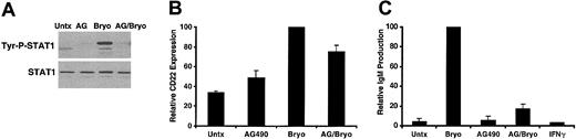 Figure 5. AG490 blocks Bryostatin 1–induced CLL differentiation. (A) CLL cells were untreated or pretreated with 100 μM AG490 for 1 hour and then treated with 10 nM Bryostatin 1 for 3 hours. Whole cell lysates were prepared and analyzed by Western blotting using antibodies specific for the tyrosine phosphorylated form of STAT1 (Tyr-P-STAT1). Blots were stripped and reprobed for total STAT1. Results are representative of experiments performed on 5 patients' cells. (B) AG490 inhibits Bryostatin 1–induced CD22 up-regulation. CLL cells were untreated or pretreated with 100 μM AG490 (AG) and then treated with 10 nM Bryostatin 1 for 24 hours. CD5/CD19+ cells were analyzed for CD22 expression by immunostaining and flow cytometric analysis. Values of CD22 expression were normalized to the level of CD22 expression in the Bryostatin 1–treated cells and are expressed as the mean percentage ± SEM from 3 patients. (C) IgM ELISA was performed on culture supernatants from CLL cells untreated or pretreated with 100 μM AG490 and then treated with 10 nM Bryostatin 1 or 500 U IFNγ for 48 hours. The values of IgM production were normalized to the level of IgM produced by the Bryostatin 1–treated cells and are the mean percentage ± SEM from 3 patients.