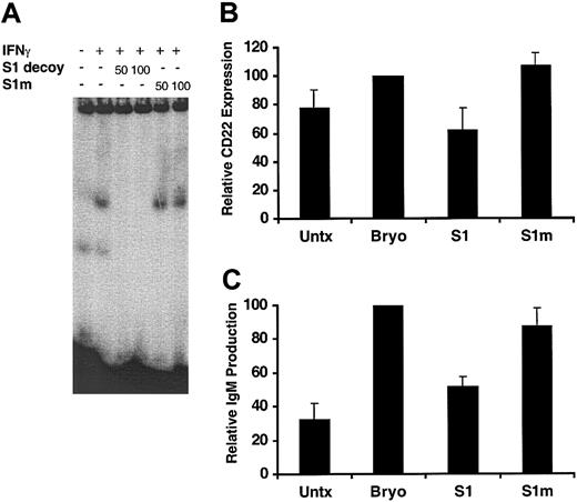 Figure 6. Bryostatin 1–induced CLL differentiation requires STAT1 activation. (A) DNA binding activity of nuclear extracts from CLL cells was examined by EMSA using a radiolabeled probe containing a GAS sequence. Cells were untreated or treated for 15 minutes with 500 U/mL IFNγ. For competition experiments, 50 to 100 molar excess of STAT1 decoy ODNs (S1 decoy) or mismatch control STAT1 ODNs (S1m) was incubated with nuclear extracts from IFNγ-treated cells prior to incubation with the radiolabeled probe. (B) CLL cells were transduced with or without 10 μM STAT1 decoy (S1) or 10 μM mismatch control STAT1 ODNs (S1m) by electroporation. All cells were electroporated and then treated with or without (Untx) 10 nM Bryostatin 1 for 24 hours. CD5/CD19+ cells were analyzed for CD22 expression by immunostaining and flow cytometric analysis. Values of CD22 expression were normalized to the level of CD22 expression in the Bryostatin 1–treated cells and are expressed as the mean percentage ± SEM from 3 patients. (C) IgM ELISA was performed on 200 μL culture supernatants from CLL cells treated with or without (Untx) 10 nM Bryostatin 1 for 48 hours following transduction with STAT1 decoy (S1) or mismatch control STAT1 ODNs (S1m) as described in panel B. The values of IgM production were normalized to the level of IgM produced by the Bryostatin 1–treated cells and are the mean percentage ± SEM from 3 patients.