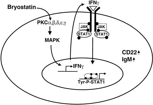 Figure 7. Model for Bryostatin 1–induced STAT1 activation. Bryostatin 1 activates novel and classical forms of PKC, which leads to MAPK activation. MAPK activation promotes IFNγ transcription and release from the CLL cell. IFNγ acts in an autocrine manner to stimulate STAT1 signaling, which is required for further maturation of the CLL cell through a transcriptional mechanism leading to up-regulation of CD22 expression and IgM production.