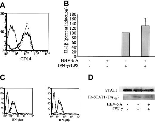 Figure 5. Intact IFN-γ/LPS signaling pathways in HHV-6–pretreated Mϕs. (A) Mϕs were incubated for 17 hours with HHV-6A (bold line) or mock infected (dashed line) and 48 hours later analyzed for CD14 levels by flow cytometry. Thin line indicates negative control. (B) Mϕs were pretreated or not with HHV-6A and then stimulated with IFN-γ and LPS as described in “Materials and methods.” After 3 hours of stimulation, Mϕs were harvested and analyzed for IL-1β mRNA levels by RPA. The data (mean from 6 donors ± SD) are shown as induction percentages, with the positive control set as 100%. (C) U937 cells were treated for 17 hours with HHV-6 GS (solid line) or mock infected (dashed line) and then analyzed for IFN-γRα and IFN-γRβ levels by flow cytometry. (D) Mϕs were isolated and treated with HHV-6A or left uninfected. After 17 hours, the cells were treated with IFN-γ for 30 minutes, after which they were harvested and analyzed for STAT-1 and phosphorylated STAT-1 levels.