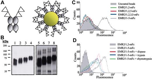 Figure 1. Cell-surface ligand-binding analysis. (A) A schematic representation of the biotinylated mouse Fc fusion proteins. The EGF-like modules are represented as triangles, gray circles represent the mouse Fc region, and the small black circles indicate the biotinylation signal. (B) Western blot analysis of EMR2-mouse Fc fusion proteins. An Fc-specific antimouse immunoglobulin G (IgG) horseradish peroxidase (HRP) was used to detect the purified mouse Fc fusion proteins: EMR2/1,2 mouse Fc (lane 1), EMR2/1,2,5 mouse Fc (lane 2), EMR2/1,2,3,5 mouse Fc (lane 3), and EMR2/1,2,3,4,5 mouse Fc (lane 4). Lanes 5 to 8 were loaded with the same EMR2 mouse Fc proteins after in vitro biotinylation and probed with Extravidin-HRP. (C) FACS profile showing that CHO-K1 cells only interact with fluorescent beads coated with the largest EMR2 isoform, but not with other isoforms. (D) The ligand binding is protease sensitive, demonstrating the requirement of cell-surface proteins for the EMR2-ligand interaction.