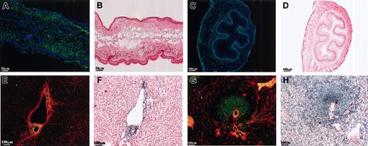 Figure 3. Tissue distribution of EMR2 ligand. Multivalent probes (green) were used to examine the distribution of the EMR2 ligand in human and mouse tissues. Double staining was performed with either Hoechst stain (blue) to highlight nuclei or an antihuman collagen I antibody (red). Adjacent sections were stained with hematoxylin and eosin. (A-B) Mouse skin. (C-D) Mouse esophagus. (E-F) Human liver. (G-H) Human spleen.