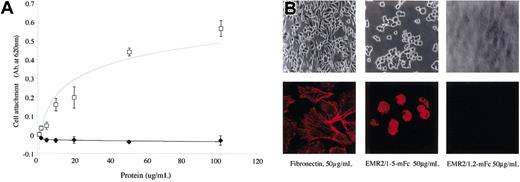 Figure 4. EMR2/1-5 mediates cell attachment. (A) Graph showing the effects of EMR2 protein concentration on cell attachment. □ and ♦ denote EMR2/1-5 mouse Fc and EMR2/1,2 mouse Fc proteins, respectively (n = 3). Error bars are equal to one standard deviation. (B) Top row: morphology of attached CHO-K1 cells. Cells spread when incubated with fibronectin for 60 minutes. However, cells incubated only with EMR2/1-5 mouse Fc attach. Original magnification, × 400. Lower panels: confocal microscopy showing actin staining of cells attached to either fibronectin or different EMR2 protein isoforms. Original magnification, × 600.