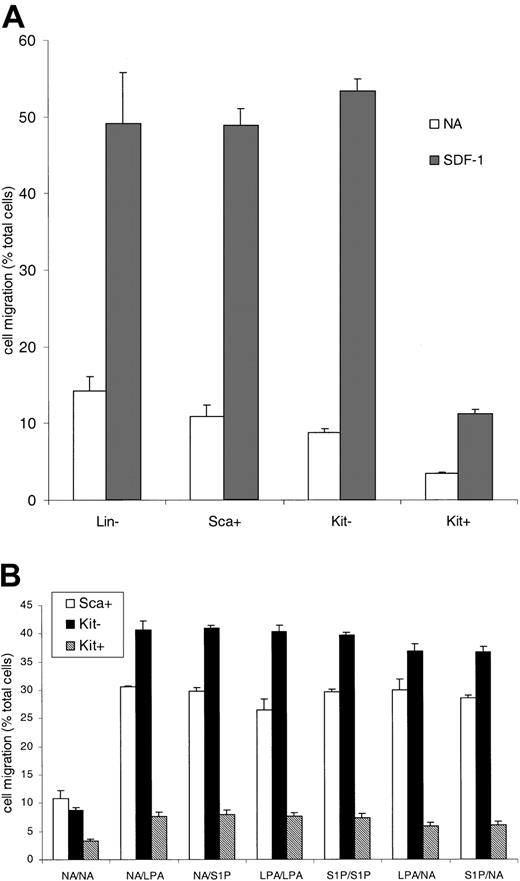 Figure 1. The migration of hematopoietic progenitor cells enriched for a primitive phenotype. Progenitor cells were isolated on the basis of lack of expression of lineage markers and expression of Sca antigen or c-Kit antigen. Sca+ indicates Lin– Sca+ cells; Kit– indicates Lin– Sca+ c-Kit– cells; and Kit+ indicates Lin– Sca+ c-Kit+ cells. A Boyden chamber assay was used to measure cell migration in response to SDF-1 (A) or LPA and S1P (B) present in either the top well (shown as LPA/NA on the x-axis), the bottom well (NA/LPA), or both. Results are the mean ± SEM of 3 or more experiments. Statistical analysis was by Student paired, 2-tailed t test. The actual number of cells migrating in the 30-μL volume varied between 16 × 103 for the Kit– cells with SDF-1 and 1 × 103 for the Kit+ cells with no addition.