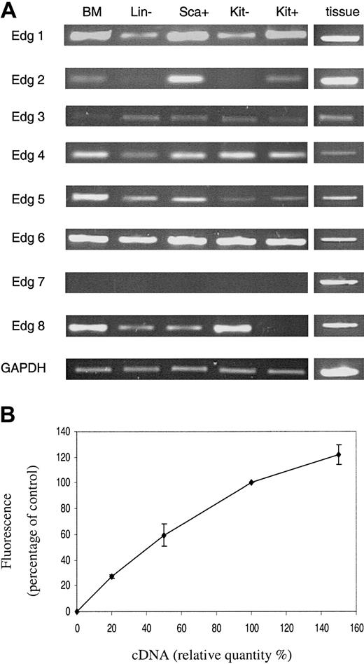 Figure 4. PCR analysis of Edg receptor expression. The expression of Edg family receptors in primitive hematopoietic cells was assessed by semiquantitative PCR (A). For details of cells see legend to Figure 1. BM indicates whole bone marrow. Samples from various tissues were used to obtain positive controls for the PCR experiments. Results are shown for one representative experiment of 3 with 3 different cell populations. Panel B illustrates the semiquantitative nature of the RT-PCR. It shows the amalgamated results of RT-PCR reactions from a dilution series of 10%, 20%, 50%, and 150% of cDNA for each primer combination. Results are the mean ± SEM of at least 3 separate experiments.