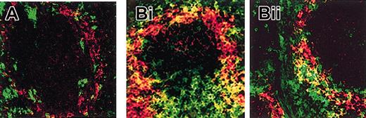 Figure 3. Immunohistochemical analysis of MARCO expression in vivo. Frozen sections (7 μm) of spleens from mice kept in pathogen-free (A) or in conventional (B) animal house conditions were double stained with anti-CD11c (green) for DC identification and anti-MARCO ED31 (red) mAbs. Stained sections were analyzed by confocal microscopy. MARCO and CD11c double-positive cells (yellow) were present in spleens only of animals maintained in conventional animal house conditions (B). Original magnification, × 400.