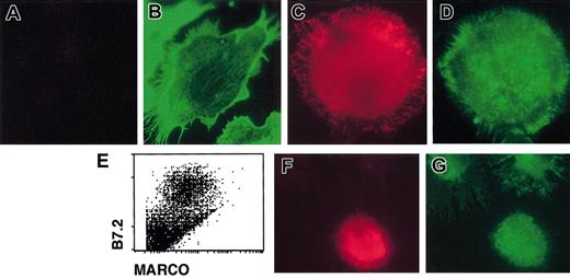 Figure 4. Actin cytoskeleton organization in immature and mature DCs. Immature (A-B) and 24-hour, LPS-activated (C-D) D1 cells were double stained for (A,C) MARCO (red) and (B,D) filamentous actin (green) and analyzed using a fluorescence microscope. Only nonactivated cells showed organized actin cytoskeleton with visible actin cables, while mature cells showed actin with a punctate distribution. (E) MARCO expression on LPS-activated, fresh spleen-derived DCs. Fresh spleen DCs were activated with LPS and double stained with anti-B7.2 and anti-MARCO antibodies; only activated B7.2-positive DCs were also MARCO positive. (F-G) Double staining of fresh LPS-activated splenic DCs for MARCO (red) and filamentous actin (green). MARCO-positive cells showed an actin cytoskeleton with a punctate distribution. Original magnification, × 600.