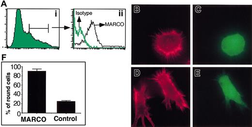 Figure 5. Effect of MARCO expression in D1 cell morphology. D1 cells were infected with the retroviral expression vector PINCO, encoding the EGFP and MARCO proteins, or the empty PINCO vector, as control, encoding only the EGFP protein. (A) MARCO-transduced cells were analyzed for MARCO expression by flow cytometry after staining with the anti-MARCO mAb or an irrelevant isotype-matched mAb. (Ai) EGFP expression on infected cells. (Aii) MARCO expression on EGFP-positive gated cells. (B) Virally infected cells were stained for filamentous actin (red) 48 hours after infection. Filamentous actin organization of MARCO-transduced D1 cells (C) identified as EGFP positive. (D) Filamentous actin organization of D1 cells infected with the empty retroviral vector (E) encoding only EGFP. Original magnification, × 600. (F) Percentage of MARCO-expressing or control cells showing a round morphology. A total of 400 cells were counted in randomly selected fields. The experiment was repeated 3 times with similar results. Error bars indicate SD.