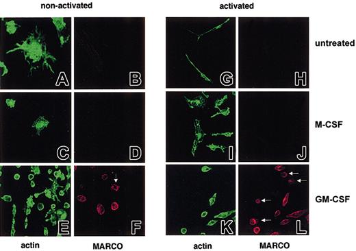 Figure 7. MARCO expression and actin cytoskeleton organization on untreated, M-CSF–, and GM-CSF–treated microglial cells. (A-F) Nonactivated and (G-L) LPS-activated microglial cells were double stained for filamentous actin (green) and MARCO (red). MARCO-positive, nonactivated, and activated GM-CSF–treated microglial cells are mostly round and slightly adherent; some do not show any phalloidin staining (arrows). Original magnifications: nonactivated microglial cells (A, B, G, H), × 600; all other panels, × 400.