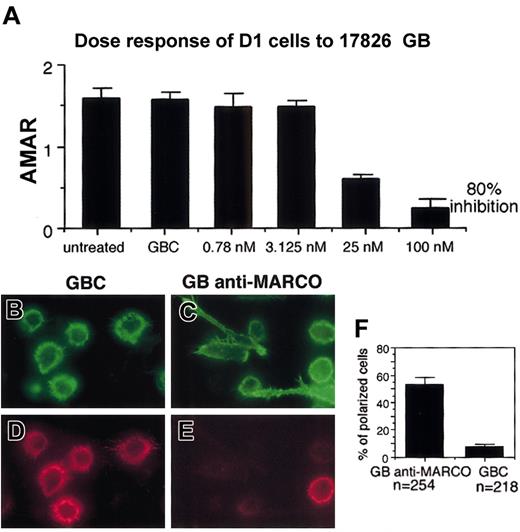 Figure 8. Effect of MARCO knock-down on DC morphology following LPS activation. (A) MARCO mRNA quantification by real-time PCR in LPS-activated D1 cells, treated with the indicated amounts of MARCO GeneBlock (GB). The average MARCO-actin ratio is the quotient of the fluorescent signal obtained from the MARCO mRNA amplification with a specific TaqMan ampliconset for MARCO divided by the value of the fluorescent signal obtained from the actin mRNA amplification with the TaqMan ampliconset for actin. These values are taken from a point where the amplification is in a linear range. The average is taken from triplicates. GBC indicates control GeneBlock. The percent knock-down is obtained by setting the value of average MARCO-actin ratio (AMAR) obtained with the GBC as 100% and calculating the remaining value of the GB-treated sample in relation to that of GBC. Double staining for filamentous actin (B-C) and MARCO (D-E) of D1 cells after treatment with anti-MARCO (GB anti-MARCO) and control (GBC) GeneBlocks cells were treated with GeneBlocks for 48 hours and activated with LPS during the last 24 hours. Knock-down of MARCO in D1 cells inhibits the progression toward the terminal maturation stage, and many cells show a morphology typical of transitional cells. Original magnifications, × 400. (F) Percentage of polarized or lengthened cells counted in randomly selected fields. The experiment was repeated twice with similar results. Error bars in panels A and F represent standard deviations from the mean calculated on the randomly selected fields.