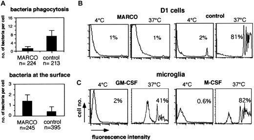 Figure 9. Effect of MARCO expression in antigen internalization. (A) D1 cells infected with the MARCO-expressing (MARCO) or the empty PINCO vector (control) were incubated with Ds-red E coli for 1.5 hours. Random fields of cells were counted and scored for the number of bacteria internalized (top panel) or bound to the cell membrane (bottom panel) by confocal microscopy. For each cell, horizontal and vertical sections were analyzed to count only internalized bacteria. The experiment was repeated twice with similar results. Error bars represent the standard deviations from the mean calculated on the indicated number of cells. (B) D1 cells infected with the MARCO-expressing (MARCO) or empty PINCO vector (control) were incubated for 20 minutes with PE-conjugated microbeads with a cell-bead ratio of 1:100. Uptake of microbeads at 4°Cor37°C has been measured on gated green cells by flow cytometry. MARCO-expressing cells show a reduced phagocytic activity. (C) GM-CSF– or M-CSF–grown microglial cells were treated as in panel B, and the efficiency of the beads' uptake at 4°Corat37°C was investigated by flow cytometry. GM-CSF–treated microglial cells show a reduced phagocytic activity. The experiment was repeated 3 times with similar results. Percentages in panels B and C represent the percentage of cells that have internalized beads.