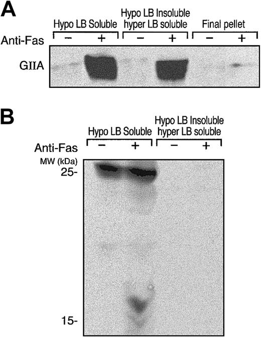 Figure 1. hGIIA and HSPGs localize to soluble fractions of sequentially lysed apoptotic T cells. hGIIA was incubated with control or anti-Fas–treated human T cells for 15 minutes and washed. Cells were then lysed sequentially with hypotonic and hypertonic lysis buffers. Soluble fractions and the pellet from cells treated with hypertonic lysis buffer were prepared as described in “Materials and methods.” Proteins in the samples were separated by SDS-PAGE and transferred to PVDF membranes. The membranes were probed with anti-hGIIA (A) or anti-HSPG antibodies (B) as described in “Materials and methods.”
