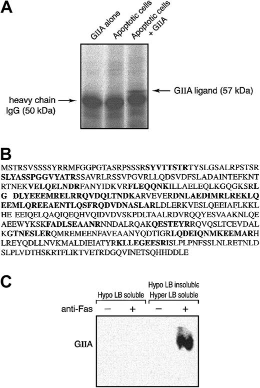 Figure 2. hGIIA coprecipitates a 57-kDa protein, vimentin, from the Hypo LB–insoluble/Hyper LB–soluble fraction of apoptotic T cells. (A) Apoptotic human T cells were incubated with or without hGIIA and lysed as described in “Materials and methods.” hGIIA was immunoprecipitated from the Hypo LB–insoluble/Hyper LB–soluble fraction. The immune complexes were separated by SDS-PAGE and revealed using Sypro Ruby. Pure hGIIA not incubated with T cells was also immunoprecipitated using the same procedures. (B) The 57-kDa band was collected, digested, and analyzed by MALDI-TOF-MS. The amino acid sequences of the 16 peptides identified by MALDI-TOF-MS are shown in bold. (C) Cells treated or not with an anti-Fas antibody were incubated with hGIIA as described in “Materials and methods.” Cells were sequentially lysed, and vimentin was immunoprecipitated from the soluble fractions with the antibody V4630. Proteins were separated by SDS-PAGE and transferred to PVDF membranes. The membranes were probed with the hGIIA antibody as described in “Materials and methods.”