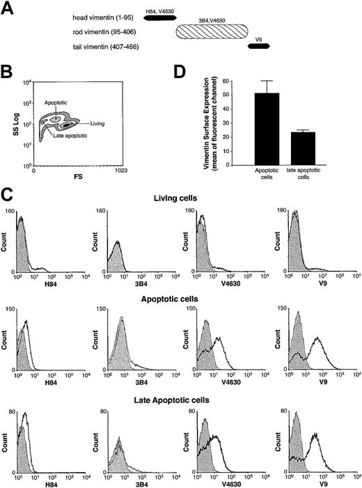 Figure 4. Domain specificity of 4 antivimentin antibodies and their affinity for human T-cell surface. (A) Head, rod, and tail domains of human vimentin, with apparent molecular weights of 12, 37, and 8 kDa, respectively, are shown with their antibody specificity. (B) Cell-size scatter of T cells treated with an anti-Fas antibody for 18 hours. Regions corresponding to living, apoptotic, and late apoptotic cells are identified according to cell size (FS) and granularity (SS). (C) Cells were incubated with indicated antivimentin antibodies or an isotype control (shadow area) and then incubated with the corresponding FITC-conjugated secondary antibodies. A minimum of 15 000 cells per gate were analyzed by flow cytometry. (D) Cells were stained with the antivimentin antibody V4630, incubated with the secondary FITC-coupled antigoat antibody, and analyzed by flow cytometry. The mean ± SEM fluorescent channel of early apoptotic or late apoptotic cells from 3 independent experiments is shown.