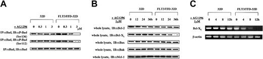 Figure 6. Inhibition of FLT3/ITD kinase activity down-regulates the expression of Bcl-XL and Bad phosphorylation in FLT3/ITD-32D cells. (A) In treatment with AG1296 at increasing doses for 4 hours, each cell lysate was immunoprecipitated by anti-Bad antibody and immunoblotted by antiphospho Bad specific antibodies. (B) In parental 32D cells stimulated with IL-3 and FLT3/ITD-32D cells, each cell lysate at the indicated times was immunoblotted by anti–Bcl-2, Bcl-XL, Bax and Bak, and Mcl-1 antibodies. (C) The mRNA level of Bcl-XL was examined by reverse-transcription PCR assay using 30 amplification cycles. For the control of RNA recovery, β-actin expression was used.