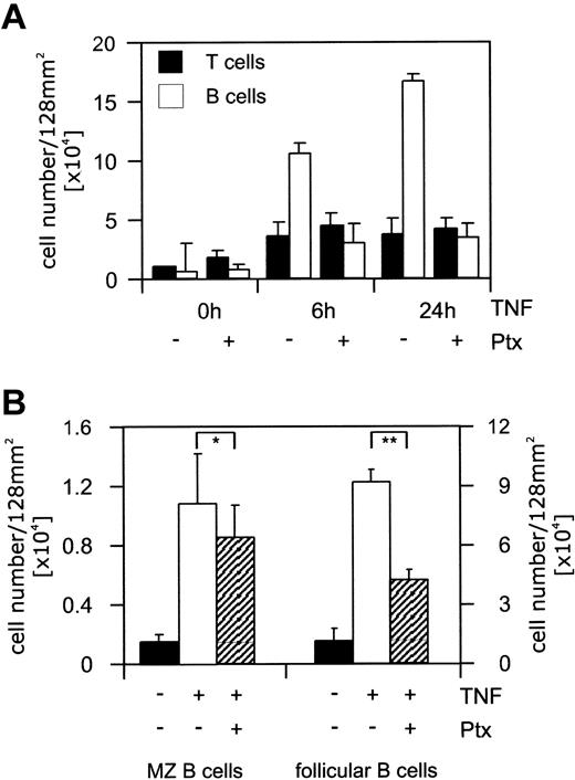 Figure 1. Specific adhesion of follicular B cells to activated endothelial cells. Endothelial bEnd.3 cells were stimulated with recombinant TNF (5 ng/mL) for the times indicated. To inhibit chemokine receptor-mediated signals lymphocytes were incubated with Ptx. (A) T (▪) or B cells (□) were separated, placed on the endothelial cell layer at a density of 1 × 106 cells per well (64 mm2), and allowed to adhere for 30 minutes at room temperature under shear stress. Adherent cells were harvested by incubating the wells with PBS/EDTA (phosphate-buffered saline/ethylenediaminetetraacetic acid) (5 mM). Two wells were pooled (128 mm2), flow cytometrically analyzed, and quantified. The total cell number of adherent B or T cells is presented. (B) Lymphocytes were placed on the endothelial cell layer (stimulated with recombinant TNF for 24 hours) at a density of 1 × 106 cells per well (64 mm2). The adhesion assay was performed as described. ▪ indicates nonactivated endothelial cells; □, TNF-activated endothelial cells; and ▨, TNF-activated endothelial cells plus Ptxtreated B cells. Recovered cells were electronically gated, and MZ (CD21+ CD23–)or naive follicular B cells (CD21+ CD23+) were quantified. Only the inhibition of CD21+ CD23+ naive B-cell adhesion by Ptx was significant (*P > .05, **P ≤ .001). Results are presented as mean ± SEM of 2 combined wells. Statistical significance was determined using an unpaired Student t test.