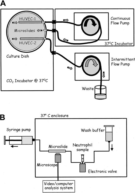 Figure 1. Schematic diagrams of flow culture system and flow-based adhesion assay. (A) Flow culture system. Medium in the culture dish was constantly perfused at a chosen shear stress through the microslide containing HUVEC-1 and perfused for 30 seconds each hour at low shear stress through the microslide containing HUVEC-2. The 2 microslides received identical medium. (B) Flow-based adhesion assay. Either neutrophil suspension or wash buffer was perfused at a wall shear stress of 0.1 Pa through the microslide. HUVECs and neutrophils adhering to it were continually observed and recorded by phase-contrast videomicroscopy.