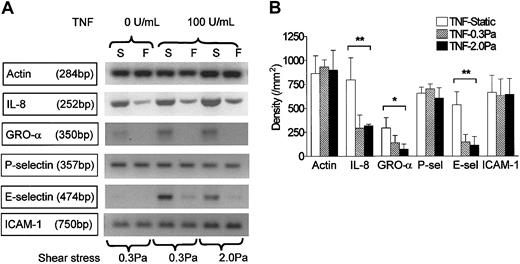 Figure 5. Effect of exposing HUVECs to flow on their expression of genes for chemokines and adhesion receptors in response to TNF. (A) Stained gels showing DNA amplified by RT-PCR from mRNA extracted from HUVECs that were cultured for 26 hours under static conditions (S) or exposed to shear stress of 0.3 Pa or 2 Pa (F). TNF (100 U/mL) was added for the last 2 hours. Actin is shown as a loading control unmodified by treatment. Gels are from individual experiments, which were carried out on 3 occasions. (B) Densitometry of DNA bands obtained by RT-PCR for HUVECs treated with 100 U/mL TNF and cultured under static conditions or exposed to shear stress of 0.3 Pa or 2.0 Pa. Data are mean ± SEM from 3 experiments under each condition. ANOVA showed significant effect of culture conditions on expression of IL-8, GRO-α, and E-selectin (*P < .05, **P < .01).