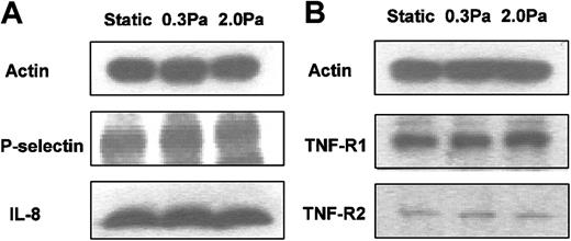 Figure 6. Western blots from HUVECs cultured static or at 0.3 or 2.0 Pa. (A) IL-8 and P-selectin for HUVECs that had been cultured for 24 hours static or under flow, and then a further 4 hours with 100 U/mL TNF. (B) TNF receptors 1 and 2 (p55TNFR and p75TNFR) for HUVECs that had been cultured for 24 hours static or under flow. Actin is shown as a loading control in each case. Positions of bands for P-selectin and IL-8 were determined by comparisons to purified proteins run in separate lanes and to molecular weight standards. Bands for TNF receptors were consistent with known molecular weights. Western blots are from individual experiments, which were repeated on 2 to 4 occasions with similar results.
