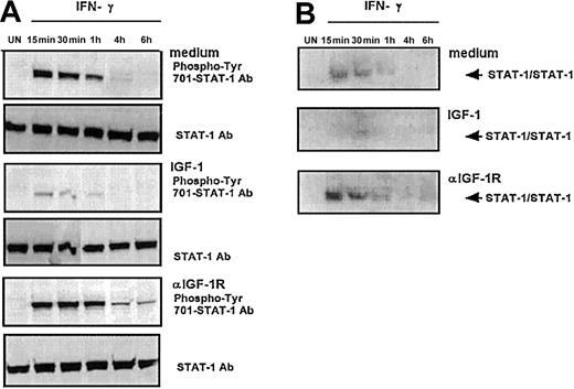 Figure 5. STAT-1 activation kinetics induced by IFN-γ in malignant T cells. ST4 T cells untreated or treated for 48 hours with IGF-1 (100 ng/mL) or anti–IGF-1R blocking mAb (10 μg/mL) were cultured without (UN) or with IFN-γ (1000 U/mL) for the indicated time intervals. (A) STAT-1 activation was evaluated by Western blot analysis of nuclear cell extracts with anti–phospho-tyr (701)-STAT-1 mAb. Western blot filters were subsequently probed with an anti–STAT-1 antibody to confirm equal protein loading in each lane of the gel. (B) STAT-1 activation was evaluated by EMSA assay of nuclear extracts. Medium, IGF-1, or anti–IGF-1R mAb 48-hour–pretreated cells were incubated in the absence (UN) or in the presence of 1000 U/mL IFN-γ at the appropriate time interval. The experiments were performed independently at least 3 times.