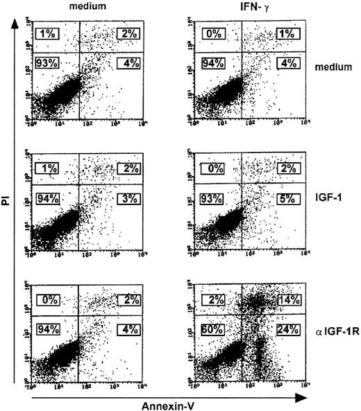 Figure 6. Enhanced IFN-γ–induced apoptosis in T cells cultured with anti–IGF-1R blocking mAb. Medium, IGF-1 (100 ng/mL), or anti–IGF-1R blocking mAb (10 μg/mL) 48-hour–treated ST4 T cells (0.5 × 106) were cultured for a further 24 hours in the absence or presence of IFN-γ (1000 U/mL). They were then recovered and stained with FITC-conjugated Annexin-V and PI as described in “Materials and methods.” The number of viable, early, or late apoptotic cells was determined by flow cytometric analysis. Lower left region indicates viable cells (Annexin-V–/PI–); lower right region, early apoptotic cells (Annexin-V+/PI–); upper left region, necrotic cells (Annexin-V–/PI+); and upper right region, late apoptotic cells (Annexin-V+/PI+). Percentages of positive cells are indicated. Results of 1 of 3 independently performed representative experiments are shown.