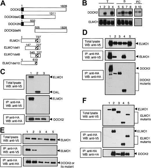 Figure 1. Association of DOCK2 with ELMO1 through its SH3 domain. (A) Schematic representation of DOCK2- and ELMO1-deletion mutants used in this study. The closed or hatched box indicates SH3 domain of DOCK2 or PH-like domain of ELMO1, respectively. (B) Total cellular RNA (10 μg) or polyA RNA (2 μg) was prepared from BW5147α–β– (lane 1), BW5147 (lane 2), BEα16-3 (lane 3), N3-5 (lane 4), 70Z/3 (lane 5), WEHI231 (lane 6), L1210 (lane 7), M12C3 (lane 8), J558 (lane 9), and NS1 (lane 10), and hybridized with DOCK2 or ELMO1 cDNA probe. (C) After either ELMO1 (lane 1), CrkL (lane 2), or empty vector (lane 3) was expressed with DOCK2 (lanes 1-3) in 293T cells, cell extracts were immunoprecipitated with anti-HA affinity matrix (to precipitate DOCK2) and analyzed by immunoblotting with the use of anti-V5 antibody (to detect ELMO1 and CrkL) or anti-HA antibody (to detect DOCK2). The reactivity to anti-V5 antibody before (top panel) or after (middle panel) immunoprecipitation, and the reactivity to anti-HA antibody after immunoprecipitation (bottom panel) are shown. IP indicates immunoprecipitation; WB, Western blot. (D) After either DOCK2 (lane 1), DOCK2delC (lane 2), DOCK2delN (lane 3), DOCK2N (lane 4), or empty vector (lane 5) was expressed with ELMO1 (lanes 1-5) in 293T cells, cell extracts were immunoprecipitated with anti-HA affinity matrix (to precipitate DOCK2 or its deletion mutants) and analyzed by immunoblotting with the use of anti-V5 antibody (to detect ELMO1) or anti-HA antibody (to detect DOCK2 or its deletion mutants). The reactivity to anti-V5 antibody before (top panel) or after (middle panel) immunoprecipitation, and the reactivity to anti-HA antibody after immunoprecipitation (bottom panel) are shown. (E) After either DOCK2 (lane 1), DOCK2L27E (lane 2), DOCK2G32E (lane 3), DOCK2P60E (lane 4), or DOCK2F63E (lane 5) was expressed with ELMO1 (lanes 1-5) in 293T cells, cell extracts were immunoprecipitated with anti-HA affinity matrix (to precipitate DOCK2 or its SH3 mutants) and analyzed by immunoblotting with the use of anti-V5 antibody (to detect ELMO1) or anti-HA antibody (to detect DOCK2 or its SH3 mutants). The reactivity to anti-V5 antibody before (top panel) or after (middle panel) immunoprecipitation, and the reactivity to anti-HA antibody after immunoprecipitation (bottom panel) are shown. (F) After DOCK2 (lanes 2-5) or empty vector (lane 1) was expressed with ELMO1 (lanes 1-2), ELMO1del10 (lane 3), ELMO1del8 (lane 4), or ELMO1del1 (lane 5) in 293T cells, cell extracts were immunoprecipitated with anti-HA affinity matrix (to precipitate DOCK2) and analyzed by immunoblotting with the use of anti-V5 antibody (to detect ELMO1 or its deletion mutants) or anti-HA antibody (to detect DOCK2). The reactivity to anti-V5 antibody before (top panel) or after (middle panel) immunoprecipitation, and the reactivity to anti-HA antibody after immunoprecipitation (bottom panel) are shown.