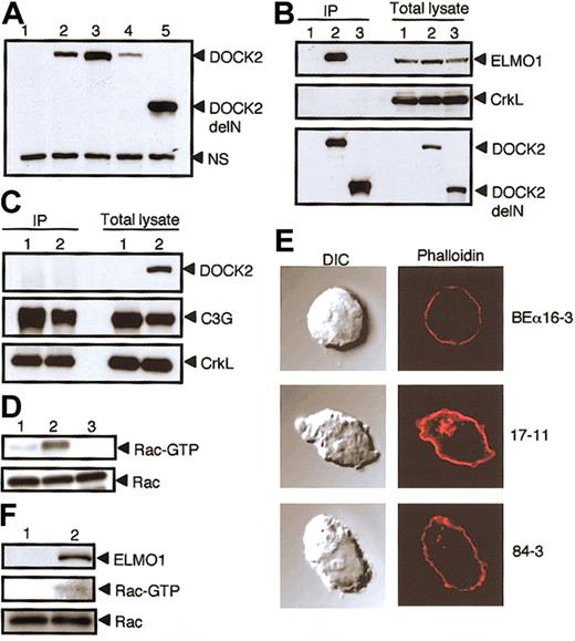Figure 2. Effect of the association of DOCK2 with ELMO1. The association of DOCK2 with ELMO1 is critical for DOCK2-mediated Rac activation and cytoskeletal reorganization. (A) The expression of DOCK2 or DOCK2delN in BEα16-3 (lane 1), N3-5 (lane 2), 17-11 (lane 3), 25-7 (lane 4), and 84-3 (lane 5) was analyzed with the use of anti-DOCK2 antibody. A nonspecific band (NS) is included as a loading control. (B) Cell extracts were prepared from BEα16-3 (lane 1), 25-7 (lane 2), and 84-3 (lane 3); immunoprecipitated with anti-HA affinity matrix (to precipitate DOCK2 or DOCK2delN); and analyzed by immunoblotting with anti-ELMO1 antibody (top panel), anti-CrkL antibody (middle panel), or anti-HA antibody (to detect DOCK2 or DOCK2delN) (bottom panel). The expression of ELMO1, CrkL, DOCK2, or DOCK2delN in each cell line is shown in the 3 right lanes of each subpanel. (C) Cell extracts were prepared from BEα16-3 (lane 1) and 17-11 (lane 2), immunoprecipitated with anti-CrkL antibody, and analyzed by immunoblotting with anti-DOCK2 antibody (top panel), anti-C3G antibody (middle panel), or anti-CrkL antibody (bottom panel). The expression of DOCK2, C3G, and CrkL in each cell line is shown in the 2 right lanes. (D) Cell extracts were prepared from 84-3 (lane 1), 17-11 (lane 2), and BEα16-3 (lane 3), and analyzed for Rac or for the GTP-bound, activated Rac by means of glutathione S-transferase (GST)–fusion, Rac-binding domain of p21-activated kinase 1 (PAK1). (E) BEα16-3, 17-11, and 84-3 were analyzed for actin polymerization by means of staining with phalloidin. The differential interference contrast (DIC) images are shown in the left panels. Original magnification, × 600. (F) NS1 (lane 1) and NS1 transfectant expressing ELMO1 (lane 2) were analyzed for Rac (bottom panel) or the GTP-bound, activated Rac (middle panel) as described in panel D. The expression of ELMO1 is shown in the top panel.