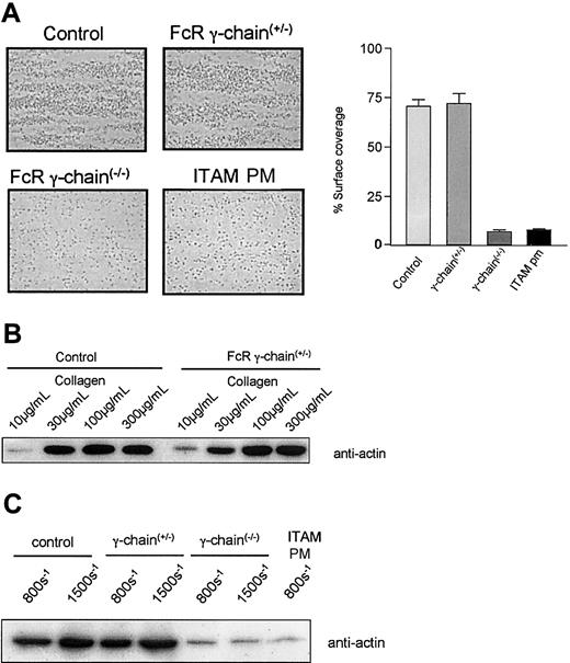 Figure 5. Thrombus formation in blood from mice genetically modified to express different levels of GPVI. (A) Blood from control mice, FcR γ-chain(+/–) mice with a 50% reduction in GPVI levels, FcR γ-chain(–/–) mice deficient in GPVI, and FcR γ-chain(–/–) mice that express an FcR γ-chain ITAM (ITAM PM) mutant transgene at a level that is approximately 40% of the wild type was flowed over a collagen-coated surface at 800 s–1 Thrombus formation was abolished in the FcR γ-chain(–/–) mice and in blood from the ITAM PM mice, although there was some adherence of single platelets. Quantitation of percent of surface coverage of the collagen-coated microslide using Image-Pro plus software demonstrates control platelets giving 70 ± 4% coverage compared with 72 ± 5% for the heterozygotes, 7 ± 1% for FcR γ-chain–deficient platelets, and 8 ± 1% ITAM PM platelets. These results are presented as ± SEM and are representative of 3 to 8 experiments. Original magnification, × 630. (B) Blood from control mice and FcR γ-chain(+/–) mice, with a 50% reduction in GPVI levels, was flowed over differing concentrations of collagen-coated surface as indicated. Platelets adherent to the collagen-coated surface were lysed in 1% NP-40 lysis buffer and subjected to sodium dodecyl sulfate–polyacrylamide gel electrophoresis (SDS-PAGE) and transferred to polyvinylidene fluoride (PVDF) membrane. The membrane was probed with an anti-Actin antibody. These results are representative of 3 experiments. Thrombus formation varied by less than 10% as measured by protein estimation of adherent platelets between control and FcR γ-chain(+/–) mice. (C) Blood from genetically modified mice as indicated was flowed over a collagen-coated surface at 800 s–1 and 1500 s–1. Platelets adherent to the collagen-coated surface were lysed in 1% NP-40 lysis buffer and subjected to SDS-PAGE and transferred to PVDF membrane. The membrane was probed with an anti-Actin antibody. These results are representative of 3 to 8 experiments.