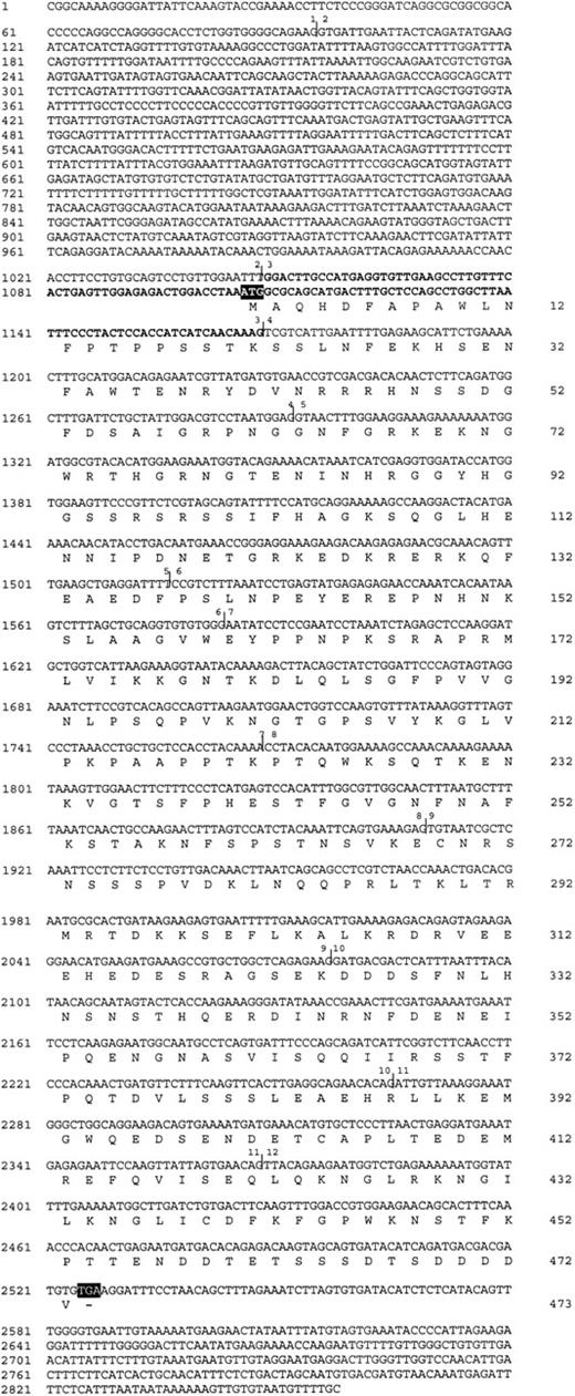 Figure 1. Nucleotide sequence of clone A6.3 and the deduced amino acid sequence for vasculin. The deduced amino acid sequence is shown below the DNA sequence. The nucleotide sequence is numbered at the left and the amino acid sequence at the right. The putative vasculin start codon (ATG) and the termination codon (TGA) are boxed. Vertical bars indicate the exon limits and exons are numbered as indicated in Table 2. Exon 3 is indicated in bold.