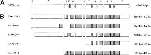 Figure 6. Schematic presentation of public domain mRNA transcripts homologous to vasculin mRNA (clone A6.3). (A) Schematic overview of the exons of the SSH6 gene (Table 2). (B) Exon use of known splice variants. ORFs corresponding to the hypothetical proteins represented in the public database are indicated in gray. mRNA and hypothetical protein sizes are indicated.
