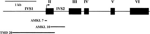 Figure 1. Deletions in the GATA-1 gene encompassing exon 2 and IVS boundary sequences in TMD and DS-AMKL. Sequence analysis of genomic DNA revealed 3 patients with the GATA-1 mutation encompassing exon 2 and the surrounding IVS. TMD 20 had a large deletion of 1415 nucleotides extending from IVS1 to IVS2, which resulted in the expression of GATA-1 mRNA without the sequences corresponding to the entire exon 2. AMKL 7 and AMKL 10 had deletions of 59 and 465 nucleotides, respectively, and the expected sequences of GATA-1 mRNA are identical to that of TMD 20.