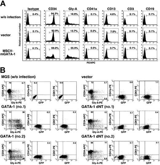 Figure 4. Expression of differentiation markers in full-length or ΔNT mGATA-1 virus–infected MGS cells. Differentiation of MGS cells with retroviral expression of GATA-1. (A) MGS cells were infected with retrovirus (MSCV) containing full-length mGATA-1 (MSCV–mGATA-1), or MSCV alone, and cultured without the addition of cytokines. The expression of CD34, glycophorin A, CD41a, CD61, CD13, CD3, and CD19 markers on the cell surface was examined by FACS. Upper panels show MGS cells without MSCV infection, while middle panels show MGS cells infected with empty MSCV vector. Lower panels show MGS cells infected with MSCV–mGATA-1 expressing full-length mGATA-1. (B) MGS cells infected with MSCV–mGATA-1 (GATA-1), ΔNT (GATA-1 dNT), or MSCV vector were cultured without cytokines and the expression of CD34, glycophorin A, CD41a, and CD61 was analyzed. The results of 2 separate experiments (no. 1 and no. 2) are shown. Note that the increase of glycophorin A+/CD34–cells is observed only in the MSCV–mGATA-1–infected MGS cells.