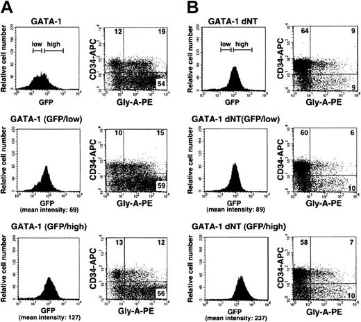 Figure 5. Expression of erythroid differentiation markers in GFP/high and GFP/low MGS cells. MGS cells infected with MSCV–mGATA-1 (GATA-1) or ΔNT (GATA-1 dNT) were cultured without cytokines, and the expression of CD34 and glycophorin A was analyzed. Upper panels show whole GFP-positive fractions of MGS cells. Middle and lower panels show GFP/low and GFP/high fractions, respectively.