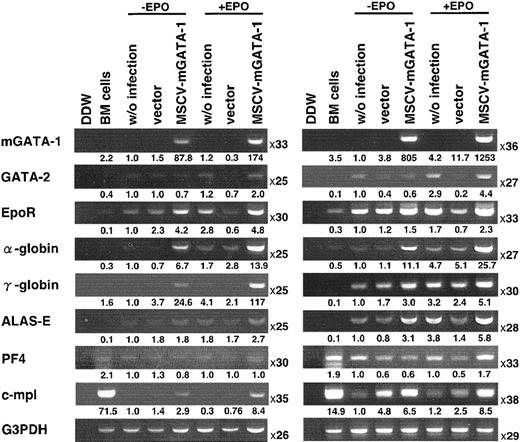 Figure 7. RT-PCR analysis in mGATA-1–infected MGS cells. Changes in the expression of erythroid and megakaryocytic genes in MGS cells under forced expression of GATA-1. MGS cells were infected with MSCV–mGATA-1 retrovirus containing full-length mGATA-1 or MSCV vector alone. The cells were then cultured either in the presence of Epo (+EPO, 2 units/mL) or without the cytokine (–EPO). The expression levels of mouse GATA-1 (mGATA-1), human GATA-2 (hGATA-2), EpoR, α-globin, γ-globin, ALAS-E, PF4, and c-mpl were analyzed by RT-PCR. The G3PDH expression level was measured exploiting the National Institutes of Health (NIH) image software (Rockville, MD) and the RT-PCR condition was standardized with the data. In each case, the numeric value without (w/o) infection and without (w/o) EPO was set as 1. The number of PCR cycles is shown in the right side of each panel.