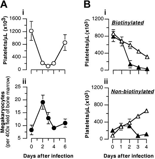 Figure 1. B hermsii infection results in an increased rate of platelet clearance. (A) B hermsii infection is not associated with diminished numbers of megakaryocytes. 129Sv/C57BL6 mice were inoculated intraperitoneally with 106 B hermsii DAH. (i) On the indicated days after infection, platelet counts were determined by flow cytometry, and the mice were killed. (ii) Megakaryocytes in hematoxylin-eosin–stained bone marrow sections were visually counted using light microscopy (original magnification, × 400). Shown are the means ± SDs from 20 fields. (B) Accelerated clearance of platelets in B hermsii–infected mice. Numbers of biotinylated (i) and nonbiotinylated (ii) platelets in uninfected (▵) or B hermsii–infected (▴) mice at the indicated day after infection were determined by flow cytometry. Each curve represents the mean ± SD of 5 mice.