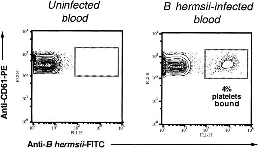 Figure 4. B hermsii binds to platelets during infection. Blood from uninfected mice or mice infected with 106 B hermsii DAH was analyzed at postinfection day 2, that is, at peak spirochetemia. Samples were double-stained with FITC-conjugated anti–B hermsii antibody and PE-conjugated antiplatelet antibody. The percentage of platelets bound to B hermsii was measured by flow cytometry, as described in “Materials and methods.”