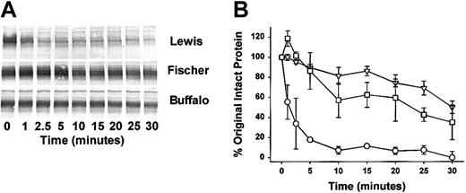 Figure 3. Time-dependent cleavage of HK in Lewis, Fischer, and Buffalo rat plasma. (A) Citrated plasmas were activated with dextran sulfate (40 μg/mL) and examined for HK cleavage by the Western blot technique. At the time points indicated an aliquot was removed from the reaction mixture and added to a customized LDS-PAGE plasma sample buffer containing reducing agent and subjected to Western Blot as described in Figure 2 legend. A specific band at 110 kDa was observed representing rat HK in the plasma protein mix. Disappearance of the band represents cleavage of the rat HK to lower protein forms (not shown). (B) Quantitative densitometric analysis of the substrate stained bands above was performed to determine the rate of HK cleavage with time. The data are graphed indicating the percentage of cleavage of original material (110 kDa) with time. ○ indicates Lewis rat plasma; □, Fischer rat plasma; and ▿, Buffalo rat plasma. The differences between Lewis and Buffalo rats as well as Lewis and Fischer rats at all points between 5 and 30 minutes were highly significant (P < .001). No statistical difference was found at all points between Fischer and Buffalo rats. Mean ± SEM, n = 3.