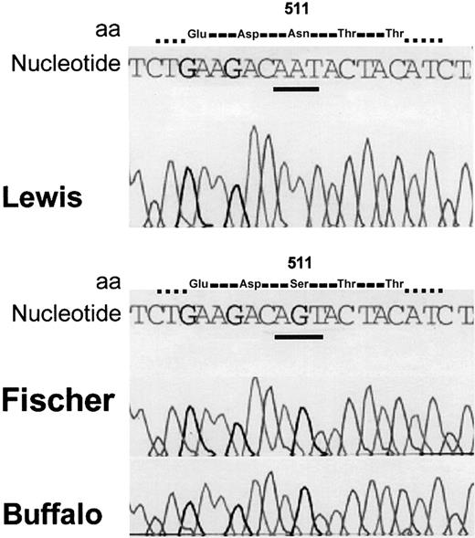 Figure 4. Nucleotide sequence of Lewis, Fischer, and Buffalo rats. The nucleotide 1586 AGT (Buffalo and Fischer) is mutated to AAT (Lewis). The codon change predicts that amino acid 511 will be Ser (wild type) in Buffalo and Fischer and Asn in Lewis.