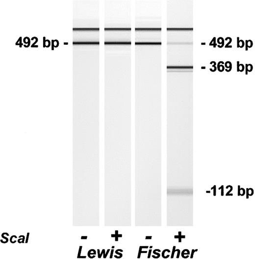Figure 5. Restriction enzyme analysis of 492-bp PCR products from Lewis and Fischer rats. The 492-bp PCR product was subjected to analysis using ScaI restriction enzyme. The products were analyzed using an Agilent NA500 Labchip as described in “Materials and methods.” The first lane indicates Lewis PCR product without ScaI restriction enzyme; the second lane, Lewis PCR product with ScaI; the third lane, Fischer PCR product without ScaI; and the fourth lane, Fischer PCR product with ScaI. The 369-bp and 112-bp cleavage products are shown. The top band in all the lanes is a high–molecular weight internal marker.